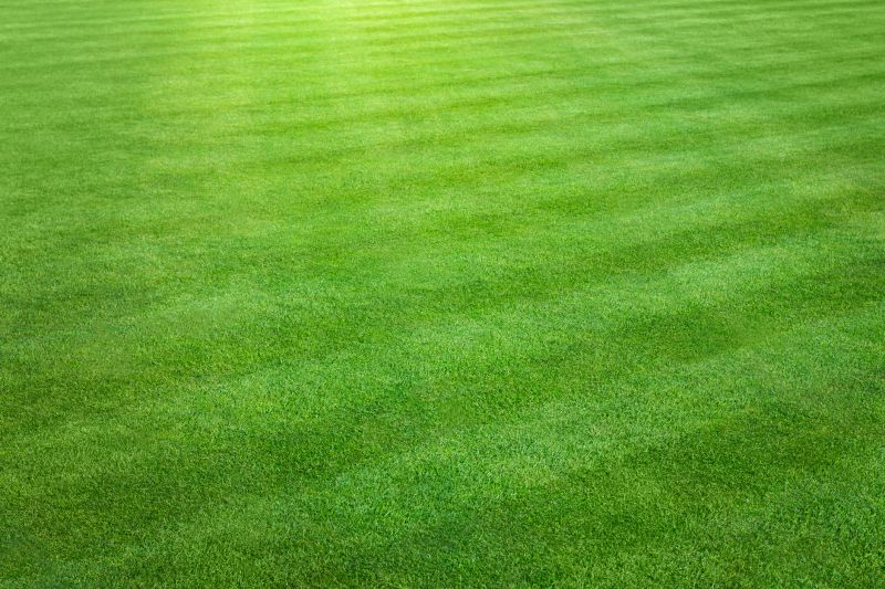 Healthy Green Grass