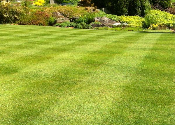 Commercial Grass Cutting in Jacksonville