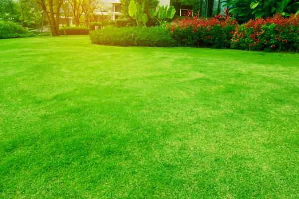 Cost of Grass Maintenance in Jacksonville