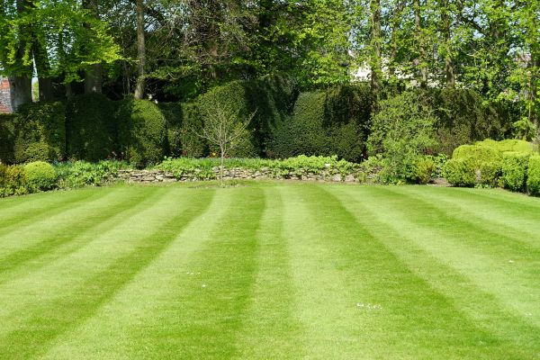 Grass Care Service in Jacksonville