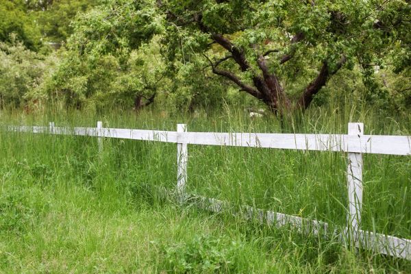 Cost of Fence Line Trimming in Jacksonville