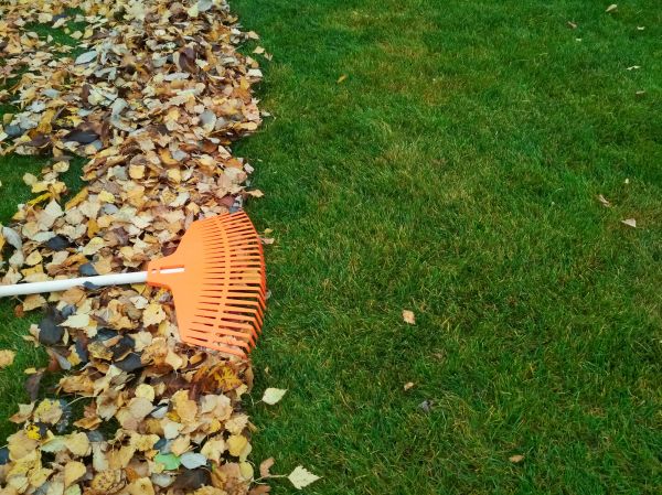 Fall Lawn Care in Jacksonville