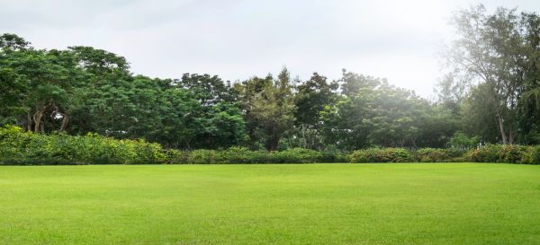Golf Course Mowing in Jacksonville